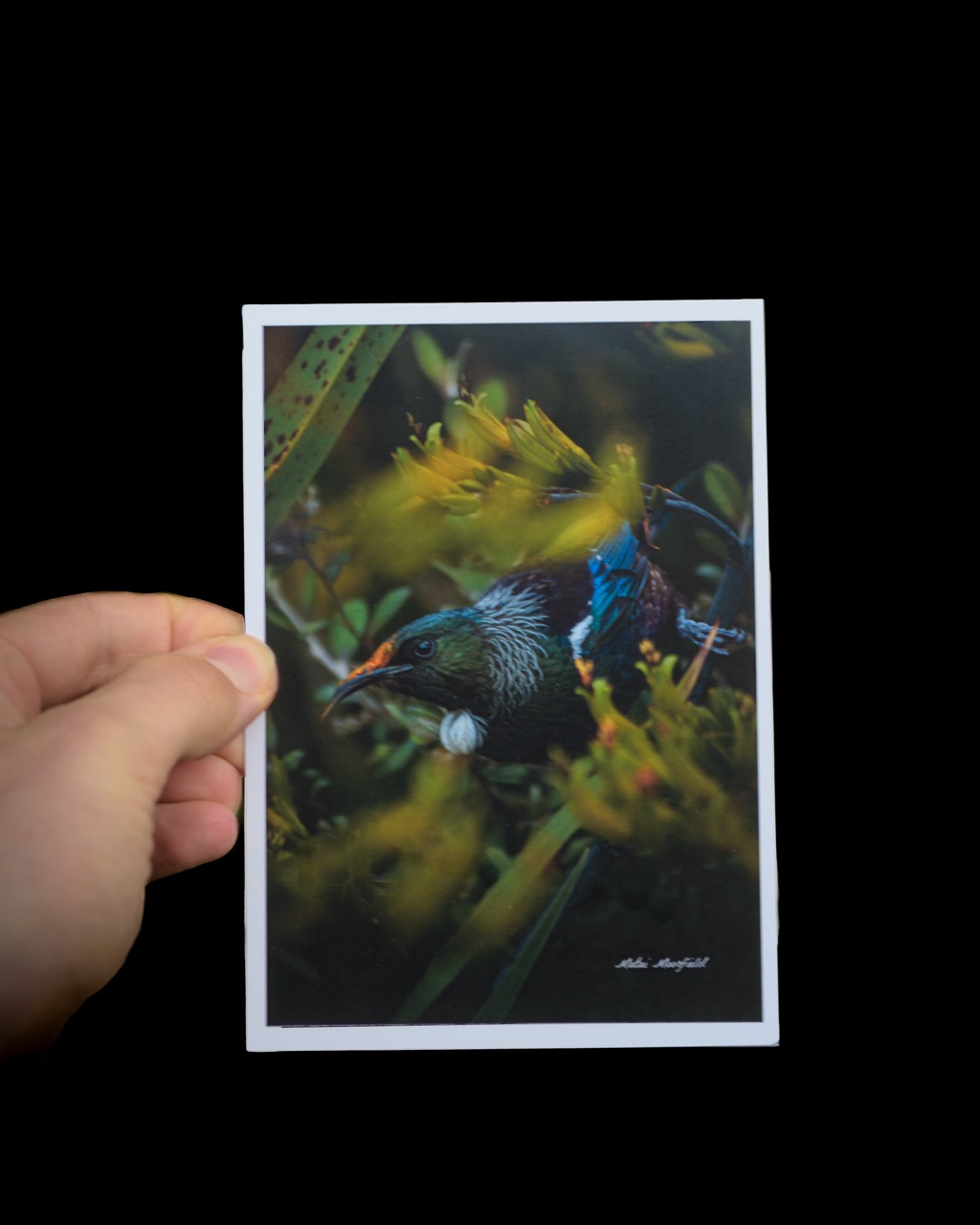 Tui in Flax Wildlife Postcard - New Zealand Bird Photography